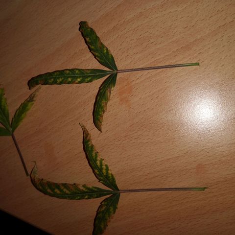 Unbekannte Sorte growlog photo: Kleine Pflanze und abgeschnitten Blätter