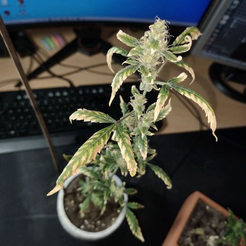 Unbekannte Sorte growlog timeline photo