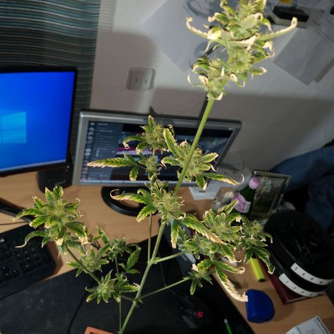 Unbekannte Sorte growlog timeline photo