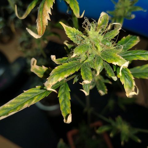 Unbekannte Sorte growlog timeline photo