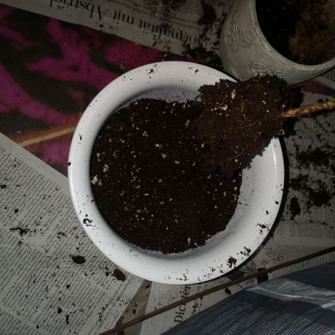 Unbekannte Sorte growlog photo: Beide Pflanzen umgetopft