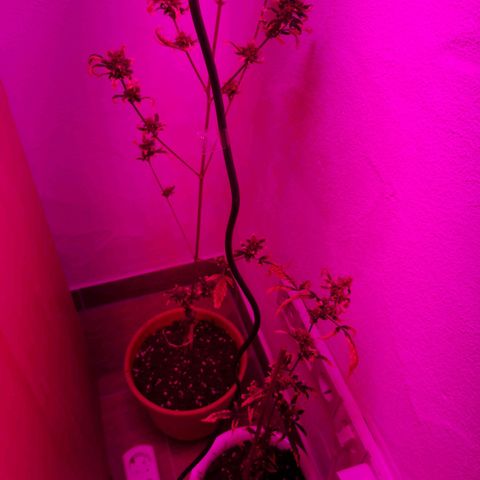 Unbekannte Sorte growlog photo: Beide Pflanzen umgetopft