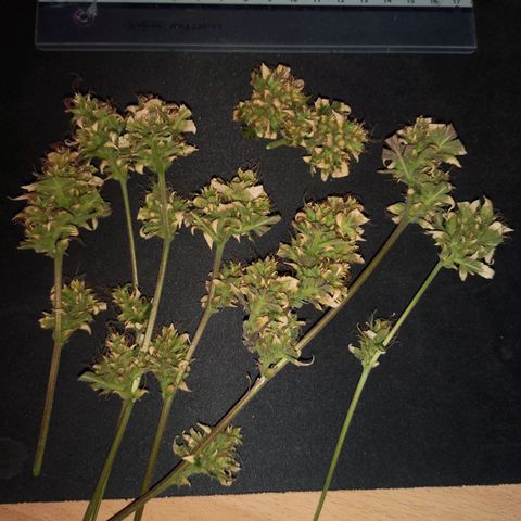 Unbekannte Sorte growlog photo: Ernte