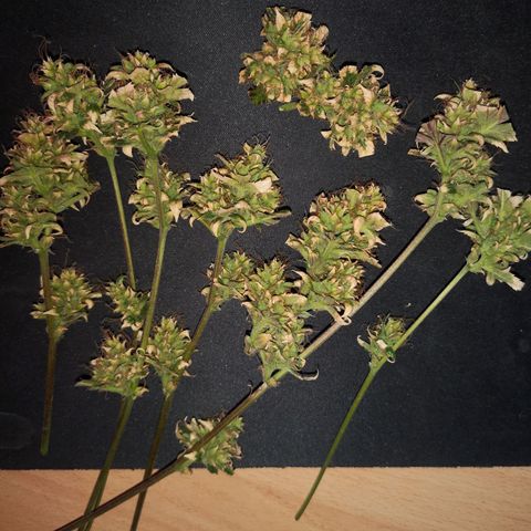 Unbekannte Sorte growlog photo: Ernte