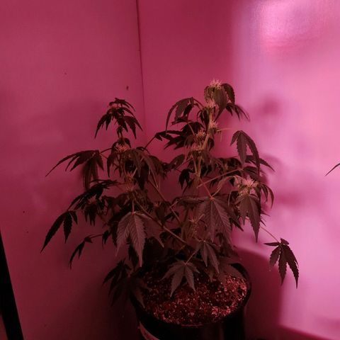 Mabel growlog timeline photo