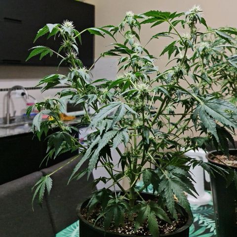 Mabel growlog timeline photo