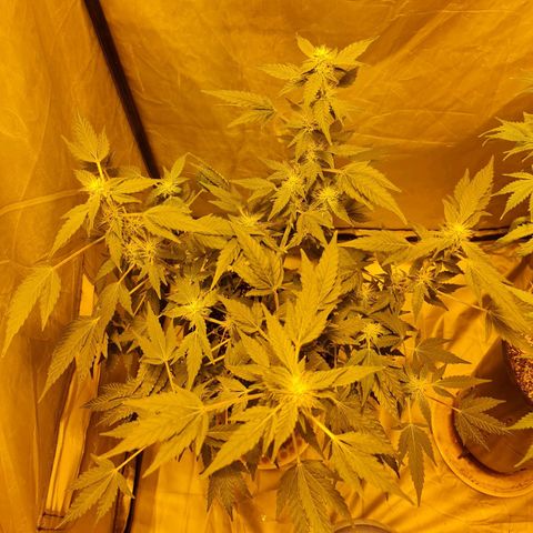 Mabel growlog timeline photo