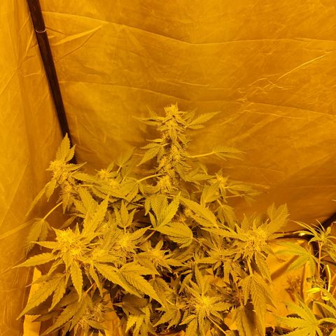 Mabel growlog timeline photo