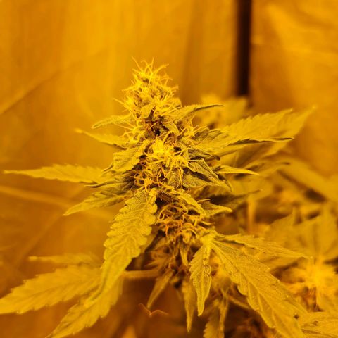 Mabel growlog timeline photo