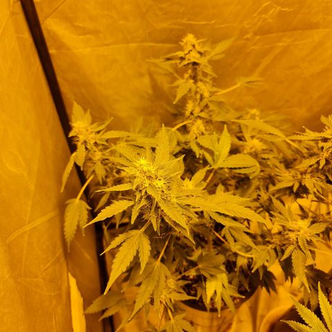 Mabel growlog timeline photo