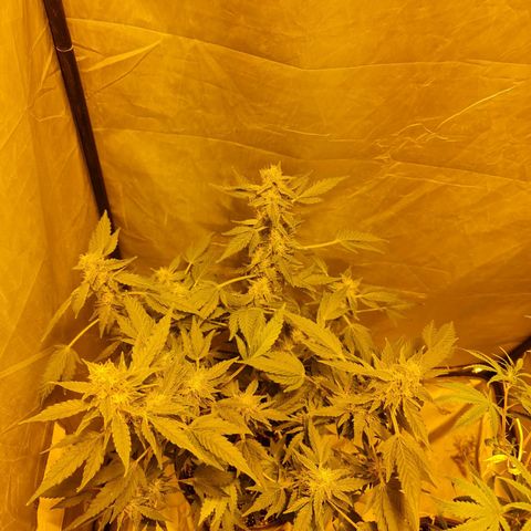 Mabel growlog timeline photo