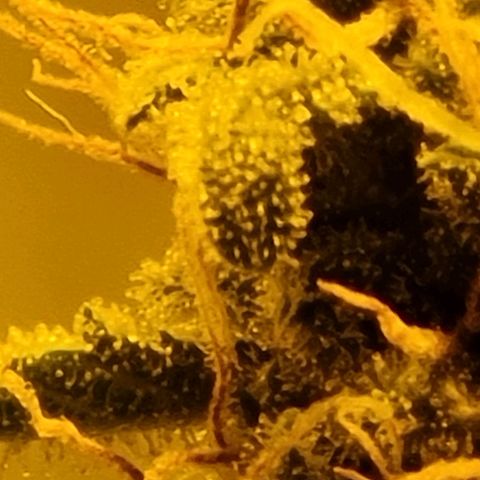 Mabel growlog timeline photo