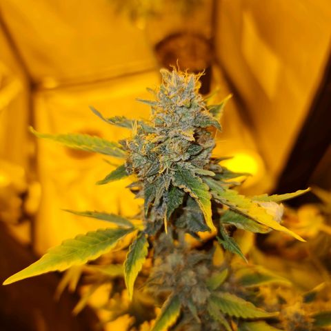 Mabel growlog timeline photo
