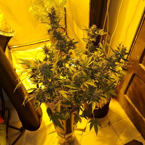 Mabel growlog timeline photo