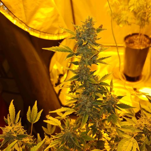 Mabel growlog timeline photo