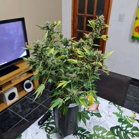 Mabel growlog timeline photo