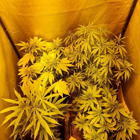 Mabel growlog timeline photo