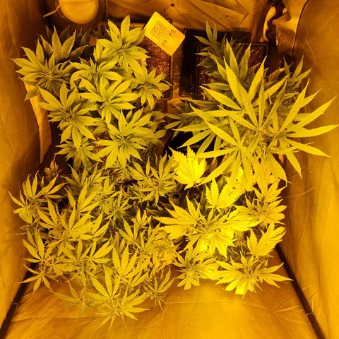 Mabel growlog timeline photo