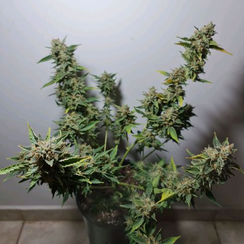 Mabel growlog timeline photo