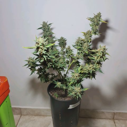 Mabel growlog timeline photo