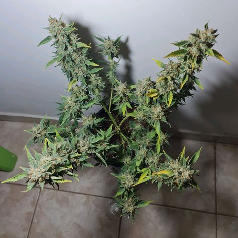 Mabel growlog timeline photo
