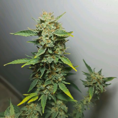 Mabel growlog timeline photo