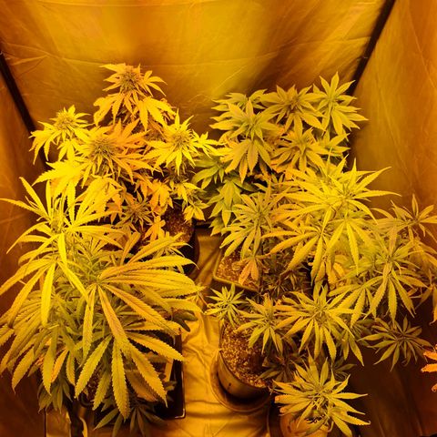 Mabel growlog timeline photo
