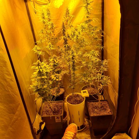 Mabel growlog timeline photo