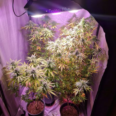 Mabel growlog timeline photo