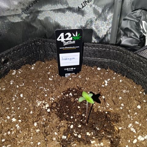 Bubblegum Auto Fastbuds  growlog timeline photo