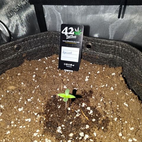 Apricot Auto Fastbuds  growlog timeline photo