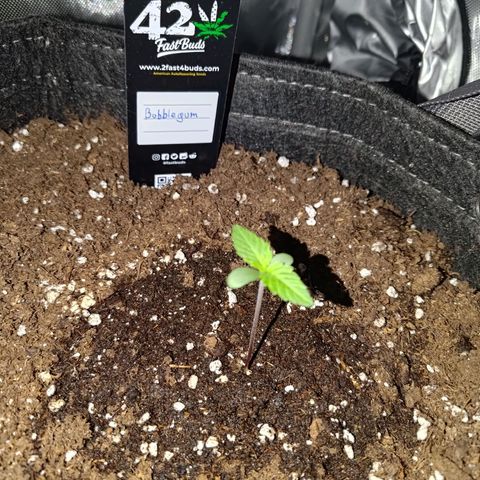 Bubblegum Auto Fastbuds  growlog timeline photo