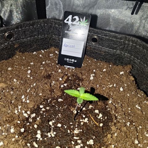 Apricot Auto Fastbuds  growlog timeline photo