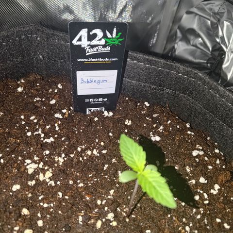 Bubblegum Auto Fastbuds  growlog timeline photo