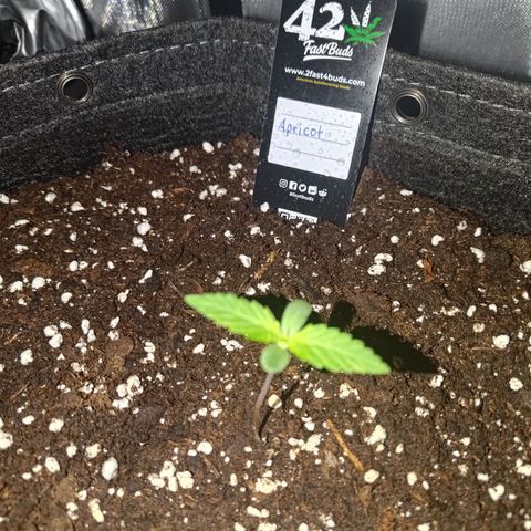 Apricot Auto Fastbuds  growlog timeline photo