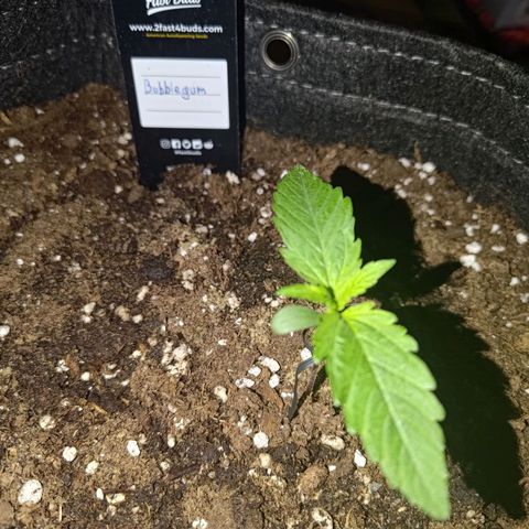 Bubblegum Auto Fastbuds  growlog timeline photo