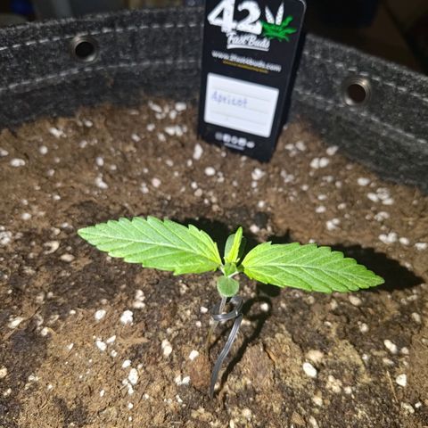 Apricot Auto Fastbuds  growlog timeline photo