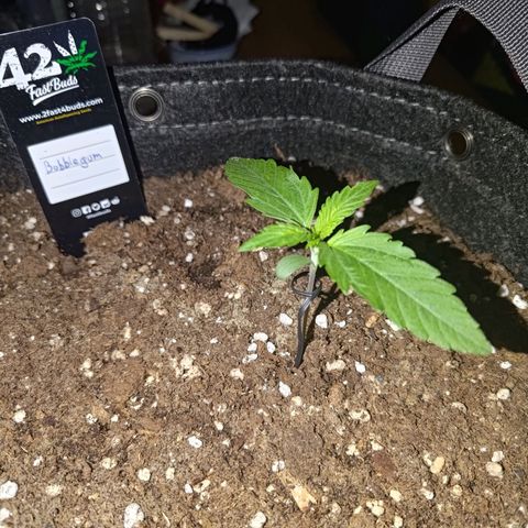 Bubblegum Auto Fastbuds  growlog timeline photo