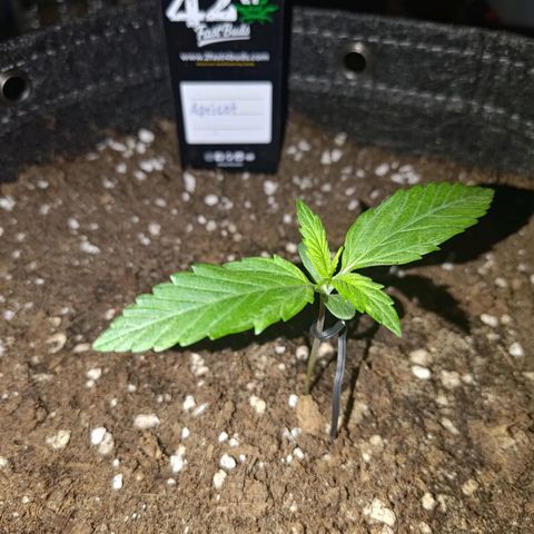 Apricot Auto Fastbuds  growlog timeline photo