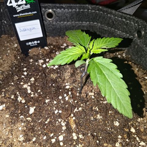 Bubblegum Auto Fastbuds  growlog timeline photo