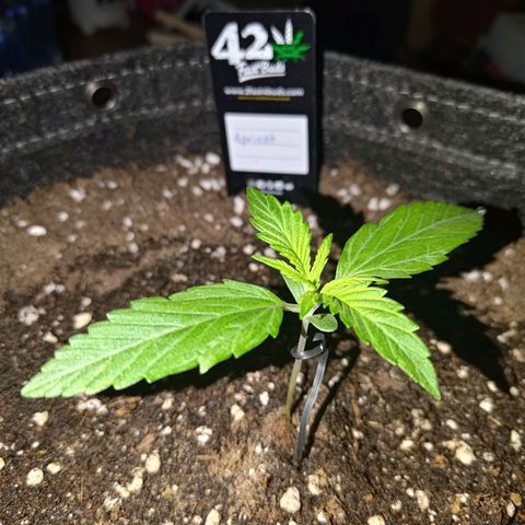 Apricot Auto Fastbuds  growlog timeline photo