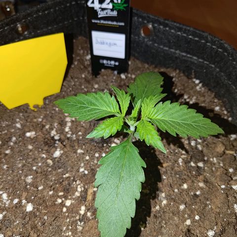 Bubblegum Auto Fastbuds  growlog timeline photo