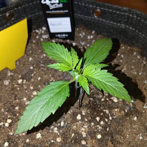 Apricot Auto Fastbuds  growlog timeline photo