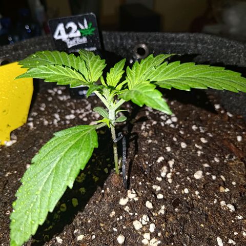 Apricot Auto Fastbuds  growlog timeline photo