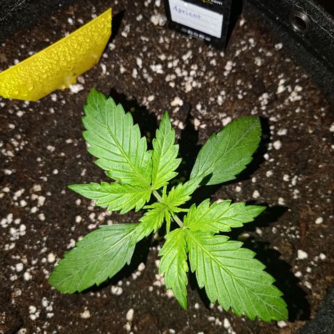 Apricot Auto Fastbuds  growlog timeline photo
