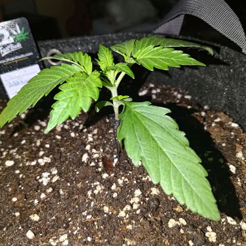 Bubblegum Auto Fastbuds  growlog timeline photo