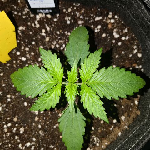 Bubblegum Auto Fastbuds  growlog timeline photo