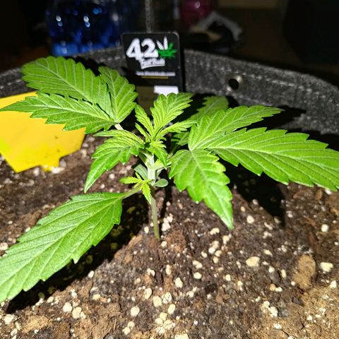 Apricot Auto Fastbuds  growlog timeline photo