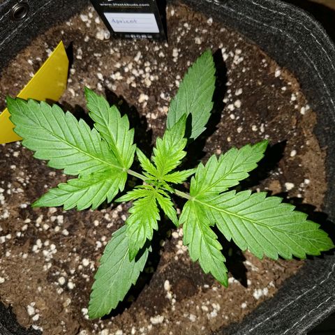Apricot Auto Fastbuds  growlog timeline photo