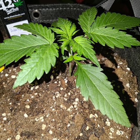 Bubblegum Auto Fastbuds  growlog timeline photo